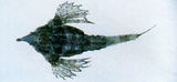 中文種名:海蛾魚