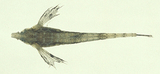 中文種名:飛海蛾魚