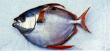 中文種名:斑點月魚