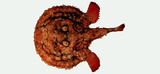 中文種名:費氏棘茄魚