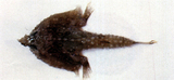 中文種名:環紋海蝠魚