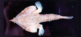中文種名:密星海蝠魚