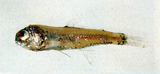 中文種名:七星底燈魚