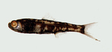 中文種名:瓦明氏角燈魚