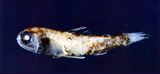 中文種名:長距眶燈魚
