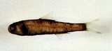 中文種名:金鼻眶燈魚