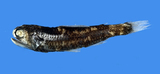 中文種名:喀氏眶燈魚