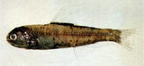 中文種名:叉尾眶燈魚