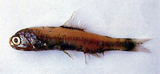 中文種名:亮眶燈魚