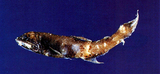 中文種名:翼珍燈魚