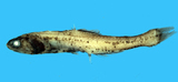 中文種名:諾貝珍燈魚