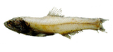 中文種名:天紐珍燈魚
