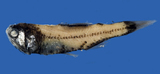 中文種名:吉氏葉燈魚