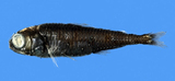 中文種名:粗鱗燈籠魚
