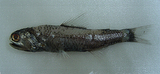 中文種名:黑體短鰓燈魚