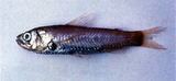 中文種名:大鱗新燈魚