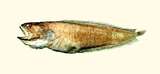 中文種名:毛吻孔頭鼬魚