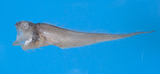 中文種名:光曲鼬魚
