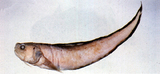 中文種名:棘鼬魚