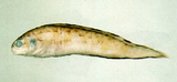 中文種名:仙鼬魚