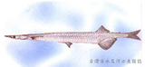 中文種名:銳頭銀魚