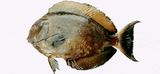 中文種名:肩斑刺尾鯛