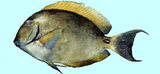 中文種名:杜氏刺尾鯛