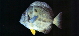 中文種名:斑點刺尾鯛