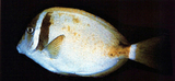 中文種名:白斑刺尾鯛