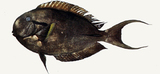 中文種名:黑尾刺尾鯛
