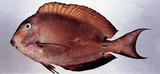 中文種名:褐斑刺尾鯛