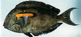 中文種名:一字刺尾鯛