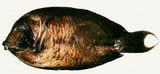 中文種名:火紅刺尾鯛