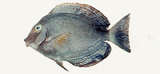中文種名:黃鰭刺尾鯛