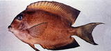 中文種名:雙斑櫛齒刺尾鯛