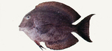 中文種名:漣紋櫛齒刺尾鯛