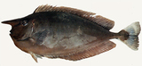 中文種名:環紋鼻魚