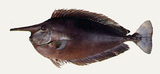 中文種名:短吻鼻魚