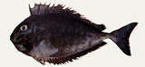 中文種名:六棘鼻魚