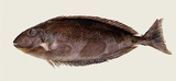 中文種名:洛氏鼻魚