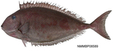 中文種名:網紋鼻魚