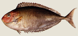 中文種名:擬鮪鼻魚