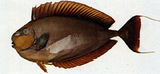 中文種名:高鼻魚