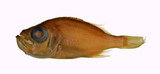 中文種名:灰軟魚