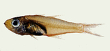 中文種名:燕尾箭天竺鯛