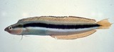 中文種名:杜氏盾齒鳚