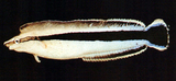 中文種名:縱帶盾齒鳚