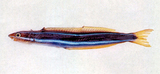 中文種名:粗吻橫口鳚