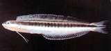中文種名:黑帶橫口鳚