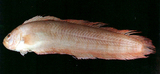 中文種名:克氏棘赤刀魚